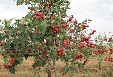 一年的山楂树怎样修剪(山楂树何时修剪)
