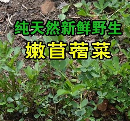 野菜苜蓿菜功效与作用(从来没吃过)