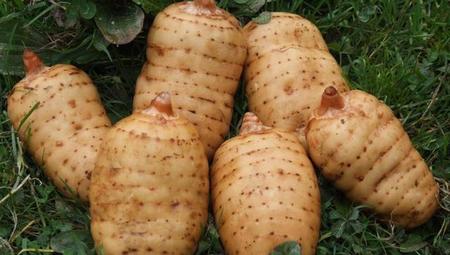 天麻怎么种植,适合在哪种植(怎样种植天麻的方法最准确)