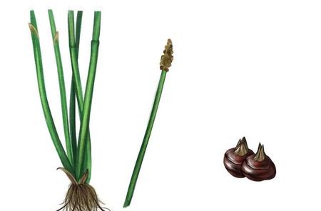 多吃马蹄有什么好处(荸荠治什么)