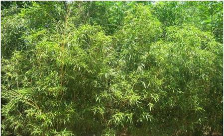 野竹子用什么药除掉(什么除草剂能杀死竹子)