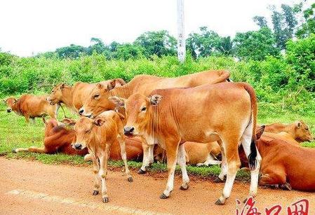 牛偏旁的字有哪些和什么有关(动物关系图)