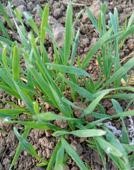 父母去世两周年上不上坟(春节前什么时候给老人上坟烧纸好)