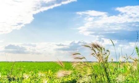 稻子和稗子(稗子草是狗尾巴草吗)