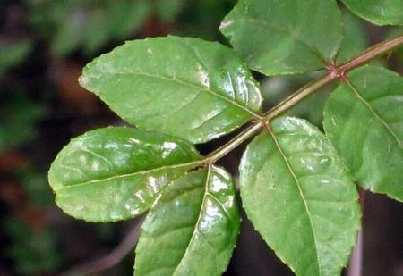 自己种的花椒可以吃吗(花椒树的种子可以种出花椒树吗)