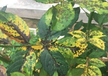 月季怎么养才长得好(农药杀灭菊酯)