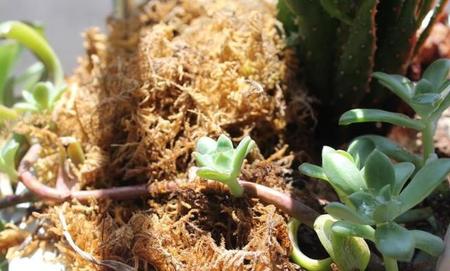 怨气撞铃小说好看吗