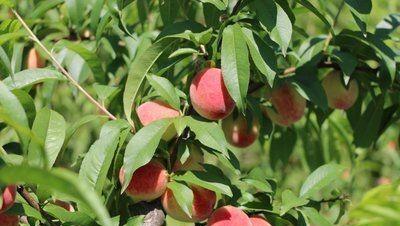 桃树膨果肥最佳时间