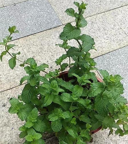 薄荷盆栽怎么养护和管理(薄荷的修剪)