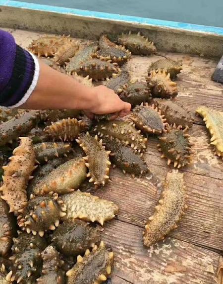 海参的保质期限是多长时间(海参的保质期多长时间啊几年呀)