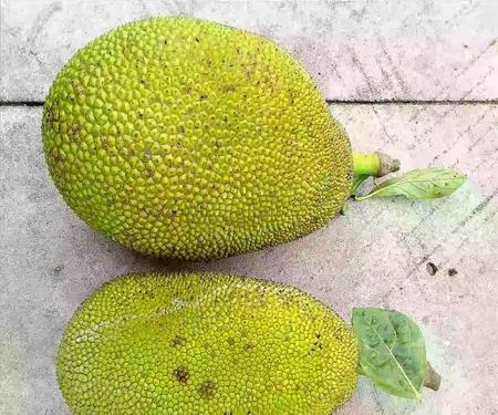 如何做菠萝蜜干窍门(菠萝蜜的果核能吃吗怎么弄的吃)