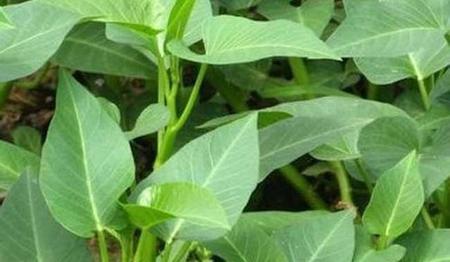 空心菜养草鱼是否合适