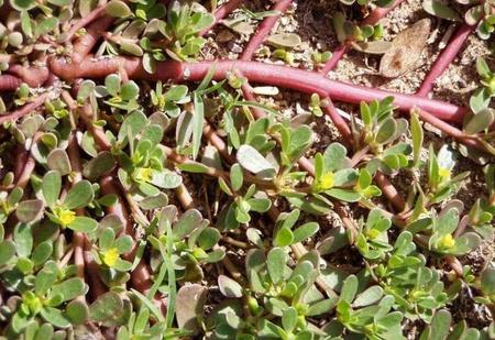 冬天的野菜(什么野菜清热解毒去火)