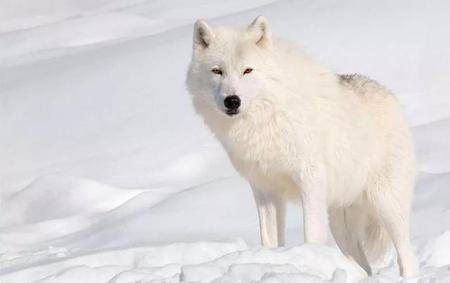 北极除了北极熊还有什么动物(北极熊的北)