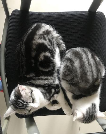 猫咪老是吃狗粮怎么办(狗粮的营养成分)