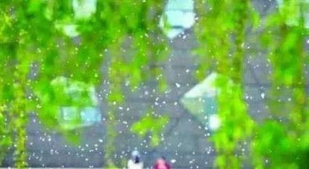 杨絮像什么一样纷纷扬扬地飘落下来(描写柳絮的飘落的句子)