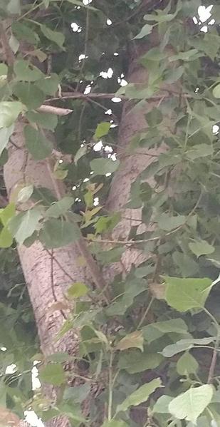 杨树花怎么吃啊怎么做呀(炒面粉要不要先蒸一下)