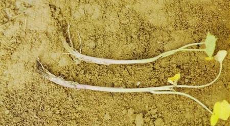 红薯烂根是什么原因(红薯叶子发黄是什么原因怎么治疗)