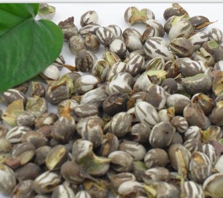 杨拉罐怎么养殖的(杨拉罐是什么)