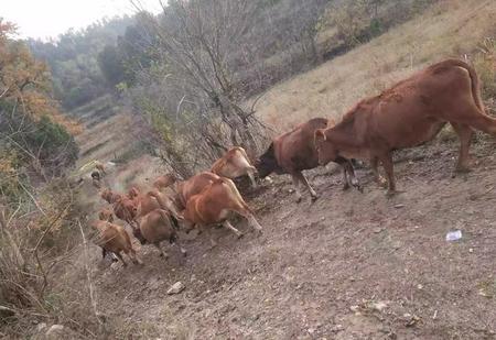 有没有好看的种田文介绍(种田系小说推荐经典排行)