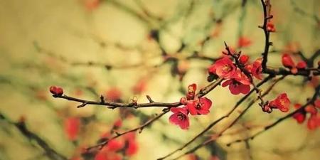 零落成泥碾作尘只有香如故(陆游在卜算子咏梅中用零落成泥碾作尘)