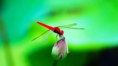 蜻蜓是害虫还是益虫它是捉什么虫的(蜻蜓是昆虫还是益虫)