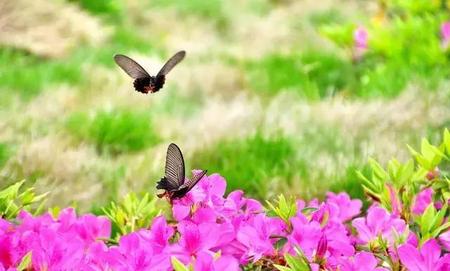 春望是律诗还是绝句(每一句都押韵的诗)