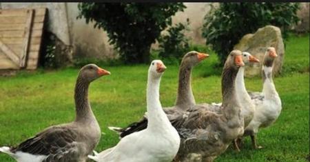 怎样在家孵鹅蛋(鹅蛋怎样孵化小鹅)