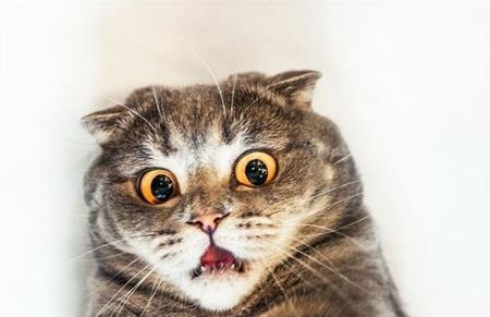 宠物猫受惊吓了怎么办(猫咪受到了惊吓怎么办)