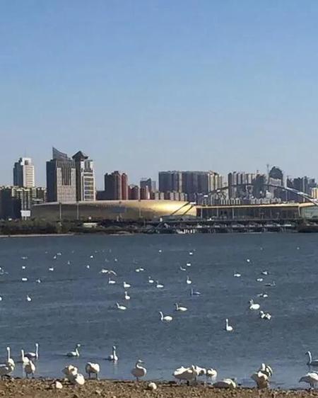 三门峡市天鹅湖现在有天鹅吗(小天鹅收费标准)