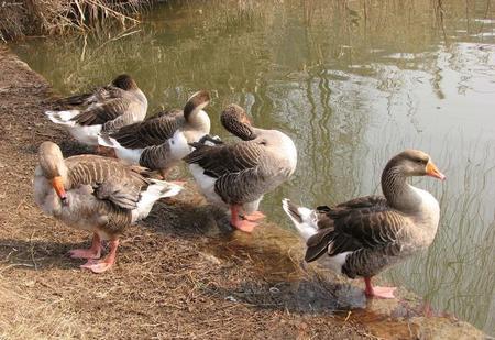 古代四大神兽有什么(中国古代四大神兽有哪些)