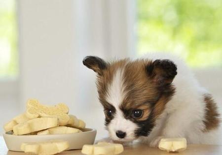 狗是不是不能吃甜的(狗能不能吃甜的蛋糕)