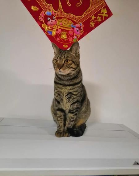 为什么要养猫咪(养猫到底好不好,都说脏呢)