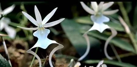 兰花鬼兰图片(鬼兰花生长在什么地方)