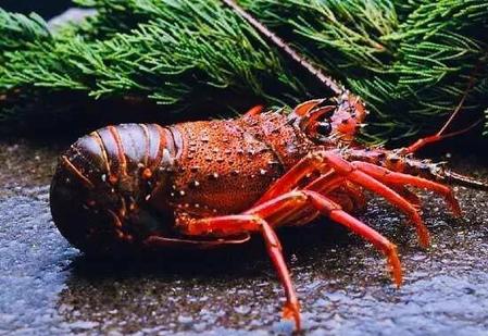 龙虾是海鲜,小龙虾为什么不是海鲜脑筋急转弯(黄瓜是绿色的为什么叫黄瓜,龙虾是海鲜)