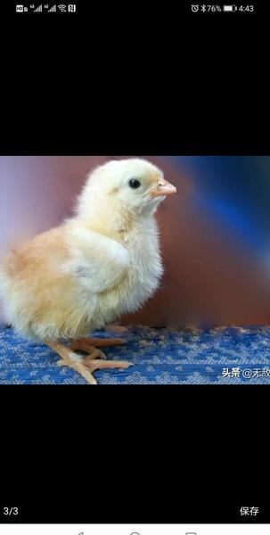 小鸡不吃东西怎么办一直叫(小鸡为什么一直吃个不停)