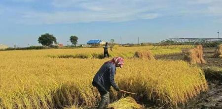 什么是杂交水稻(袁隆平的杂交稻是转基因农作物吗)