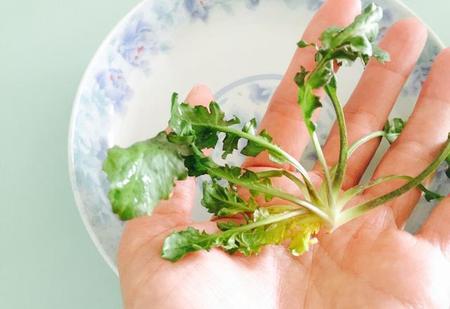荠菜的功能和作用(荠菜的功效与作用,禁忌和食用方法)