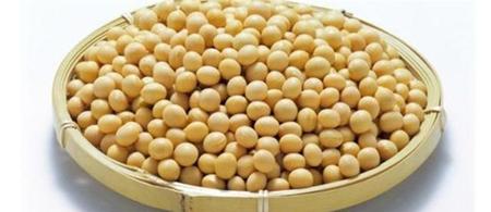 黄豆里的虫子是怎么来的(天气潮湿人们该注意什么)