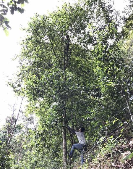 普洱茶香气特点(野香菌是什么)