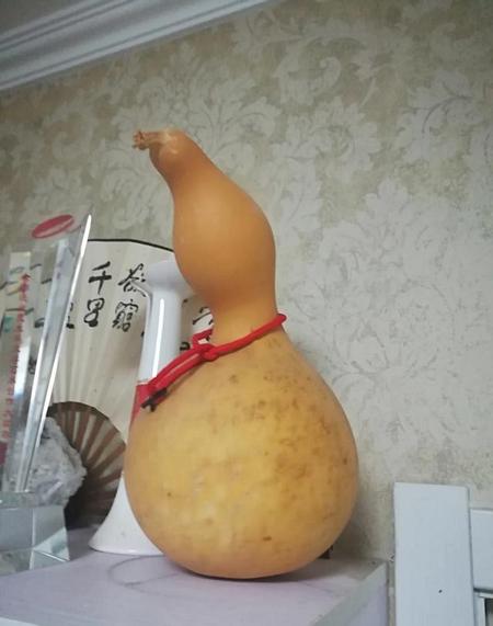 葫芦籽几年后就不能种了(放了几年的葫芦种子可以种吗)