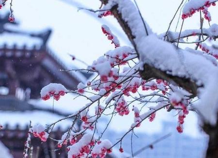 待到山花烂漫时她在丛中笑笑的意思(形容漫山遍野花开的诗)