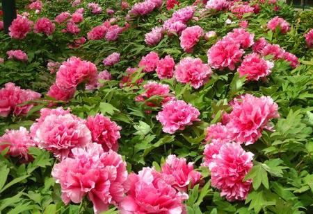 牡丹如何种植?怎样种植?(牡丹花种植方法和时间)