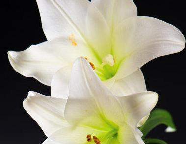 百合花香味有毒吗(百合花的香味有毒吗可以放室内吗)