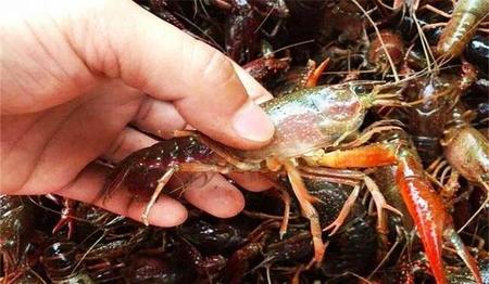 龙虾尾是死的小龙虾(现在有小龙虾卖吗)