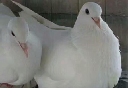 肉鸽子养殖利润(养50对肉鸽子一年利润多少)