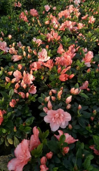 苗木销售属于什么行业