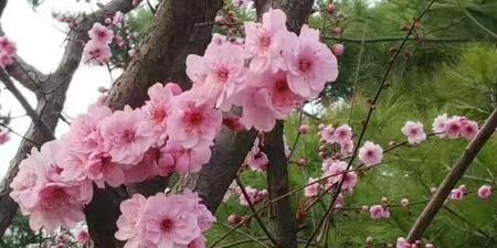 桃树有什么用处(桃花为什么要授粉才能结果)