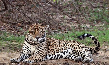 凯门鳄和黑凯门鳄(鳄鱼豹子谁厉害)