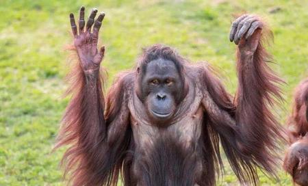 人为什么有五根手指头